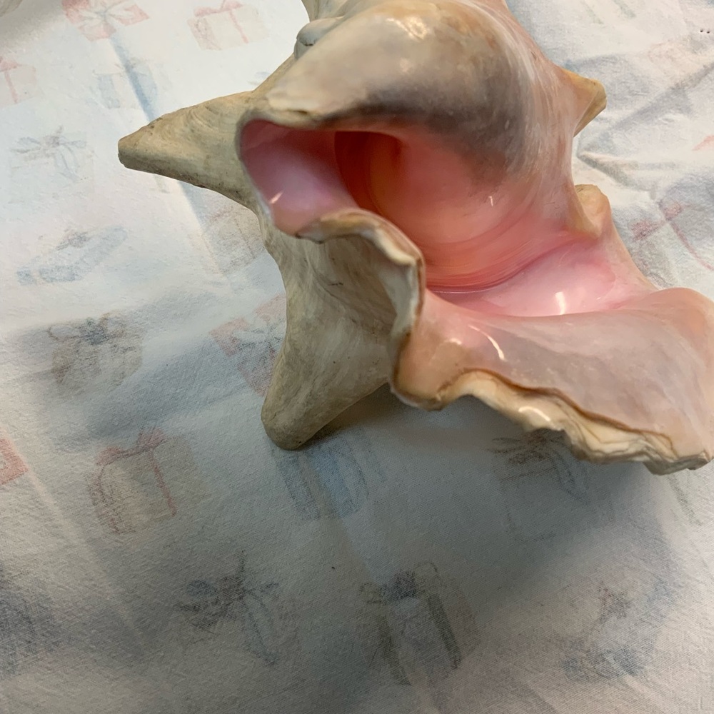 Large Pink and Cream Conch Shell - Picture 2 of 3